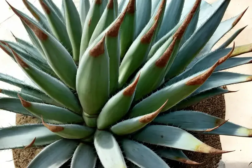 Dwarf century plant (agave desmettiana) — photo 2