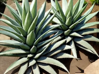 Dwarf Century Plant (Agave Desmettiana)
