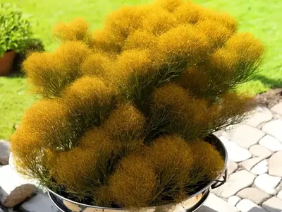 Dwarf Chapparal-broom (Baccharis Pilularis)