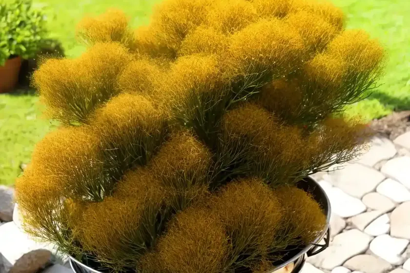 Dwarf chapparal-broom (baccharis pilularis)