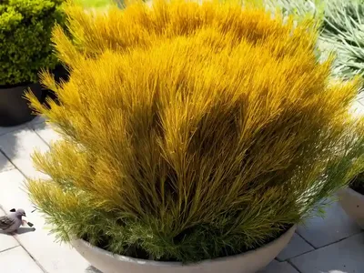 Dwarf Chapparal-broom (Baccharis Pilularis ‘Pigeon Point’)