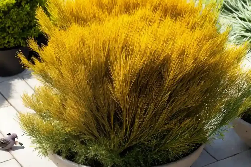 Dwarf chapparal-broom (baccharis pilularis ‘pigeon point’)