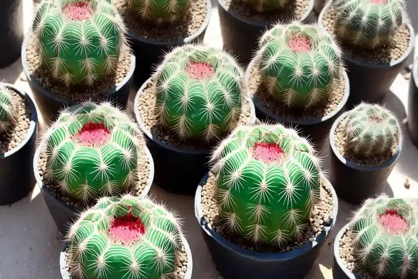 Dwarf chin cactus (gymnocalycium baldianum) — photo 2