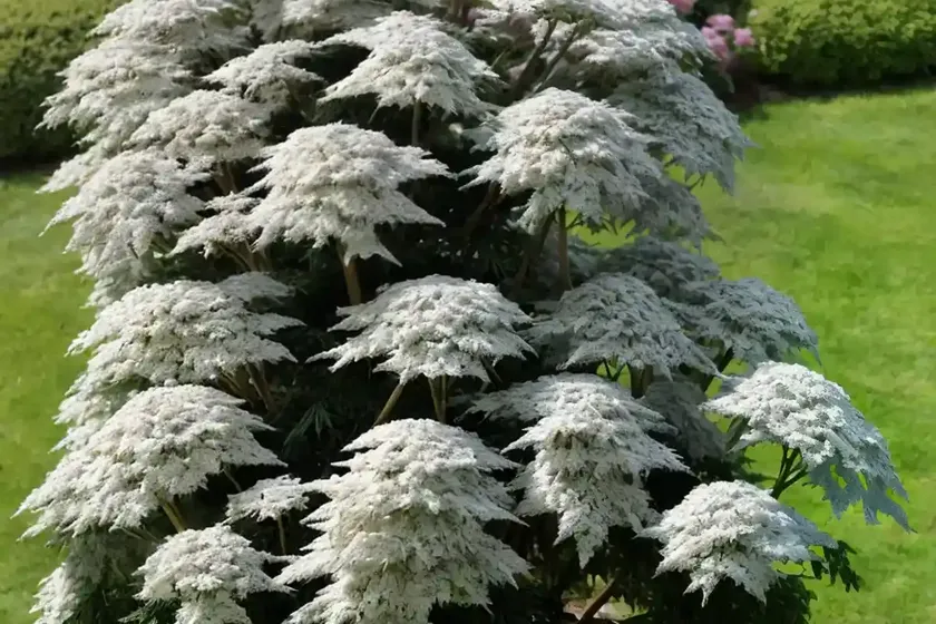 Dwarf elder (sambucus ebulus) — photo 2