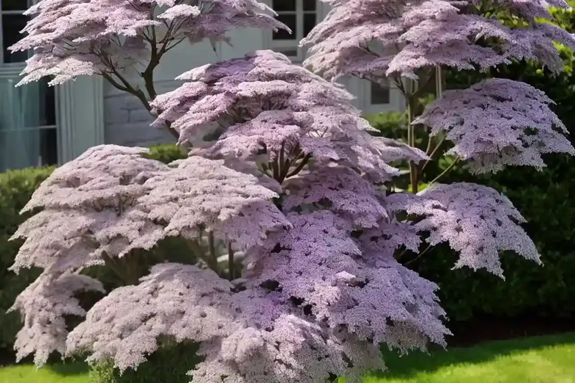 Dwarf elder (sambucus ebulus) — photo 3