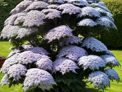 Dwarf Elder (Sambucus Ebulus)