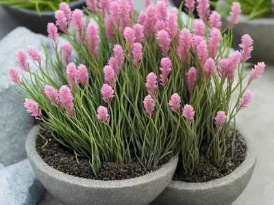 Dwarf Glasswort (Salicornia Bigelovii)