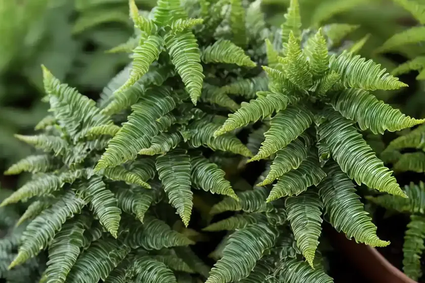 Dwarf holly fern (polystichum luctuosum) — photo 2