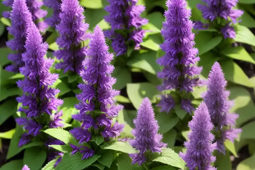 Dwarf Hybrid Hyssop (Agastache KUDOS RED) — photo 2