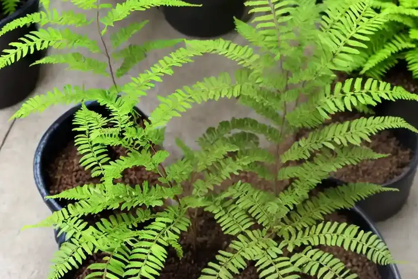 Dwarf japanese fern (cyrtomium falcatum) — photo 2