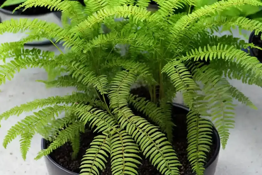 Dwarf japanese fern (cyrtomium falcatum) — photo 3