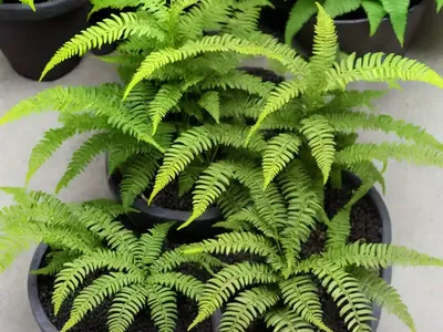 Dwarf Japanese Fern (Cyrtomium Falcatum)
