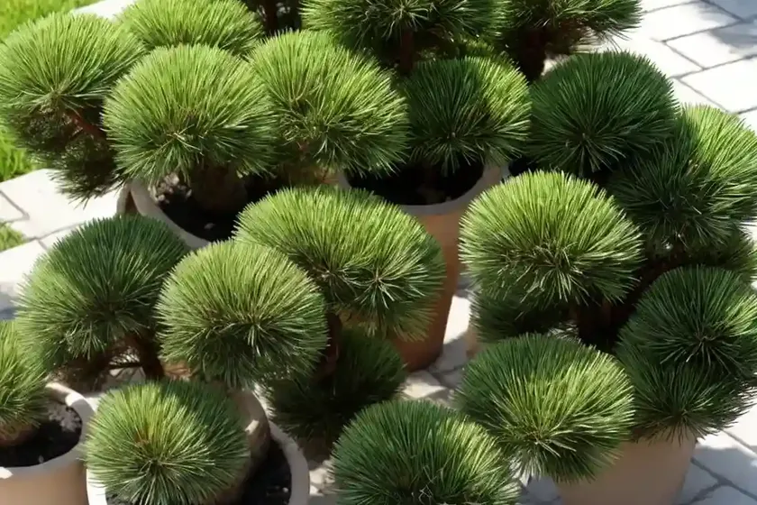 Dwarf mountain pine (pinus mugo) — photo 2