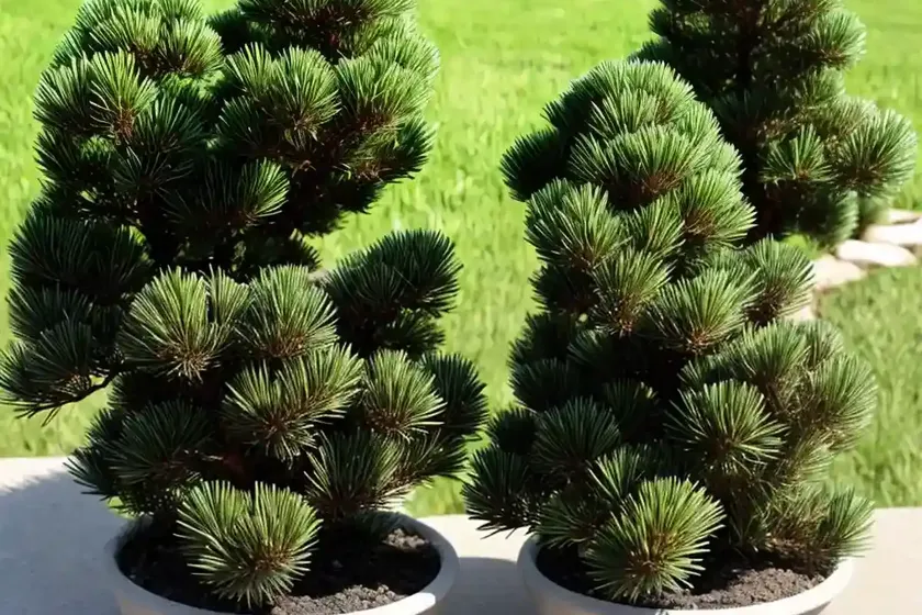 Dwarf mountain pine (pinus mugo) — photo 3