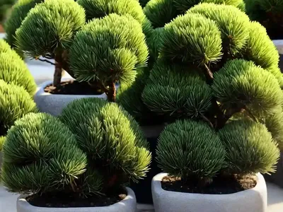 Dwarf Mountain Pine (Pinus Mugo)