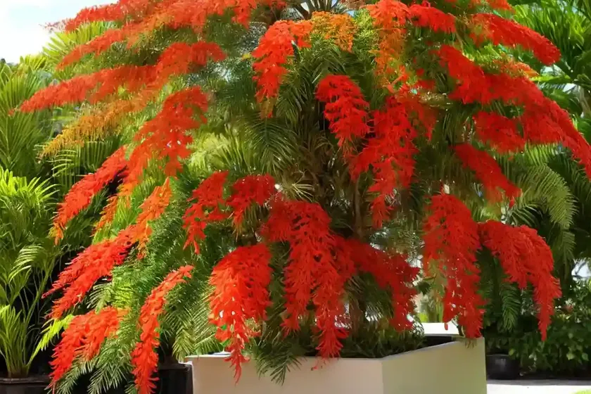 Dwarf poinciana (caesalpinia pulcherrima) — photo 2