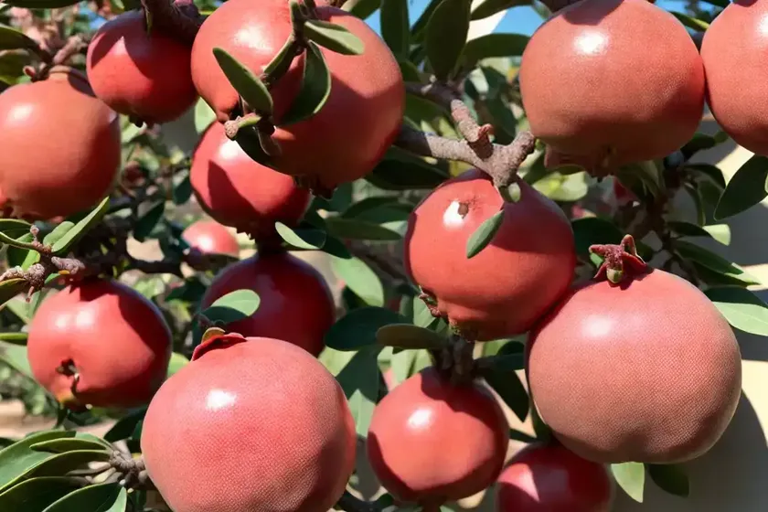 Dwarf pomegranate (punica granatum var. nana) — photo 2