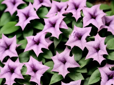Dwarf Ruellia (Ruellia Simplex ‘Katie Pink’)