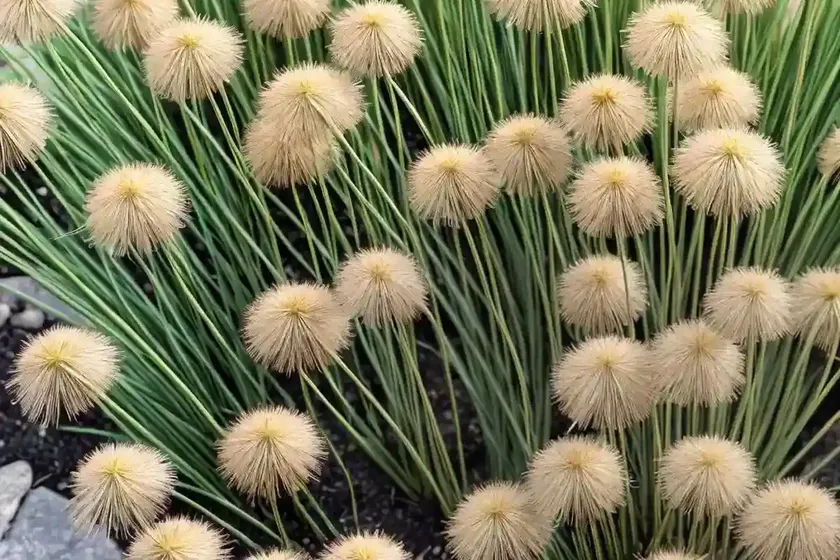 Dwarf rush (juncus capitatus) — photo 2