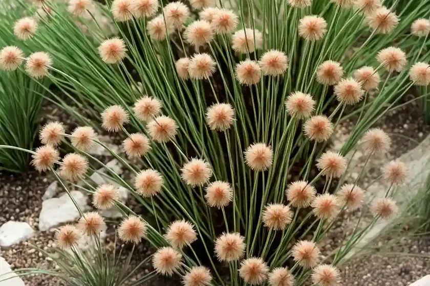 Dwarf rush (juncus capitatus) — photo 3