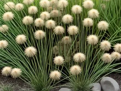 Dwarf Rush (Juncus Capitatus)