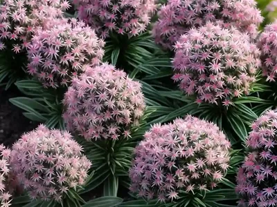 Dwarf Spanish Heath (Erica Umbellata)