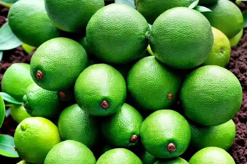 Dwarf tahitian lime (citrus latifolia dwarf tahitian lime’) — photo 2