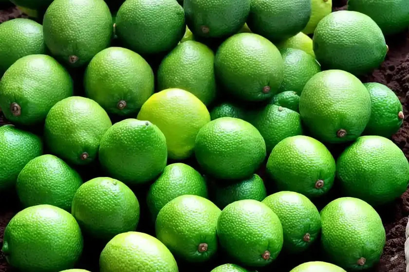 Dwarf tahitian lime (citrus latifolia dwarf tahitian lime’) — photo 3