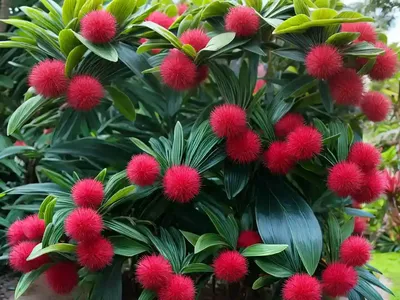 Dwarf Tahitian Pohutakawa (Metrosideros Tahiti)