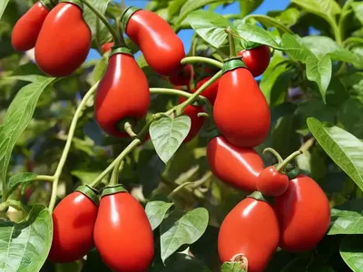 Dwarf Tamarillo (Solanum Abutiloides)