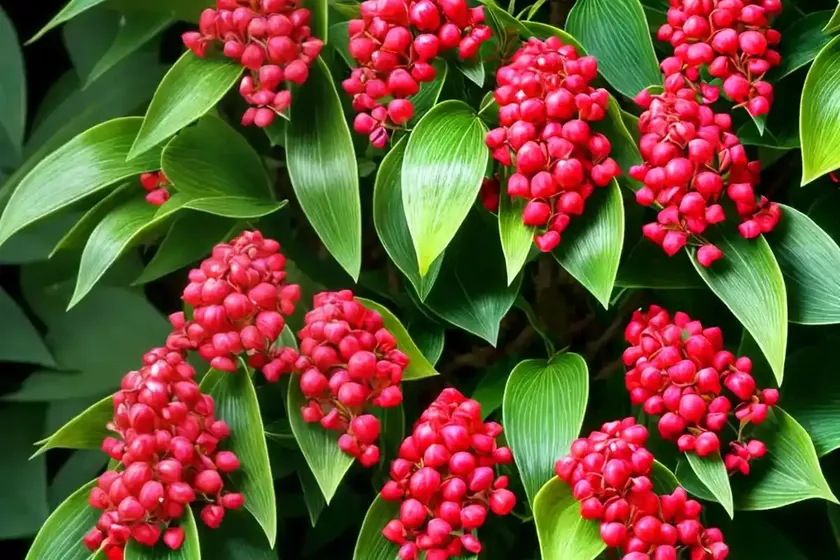 Dwarf-winged burning bush (euonymus alatus ‘compactus’) — photo 2