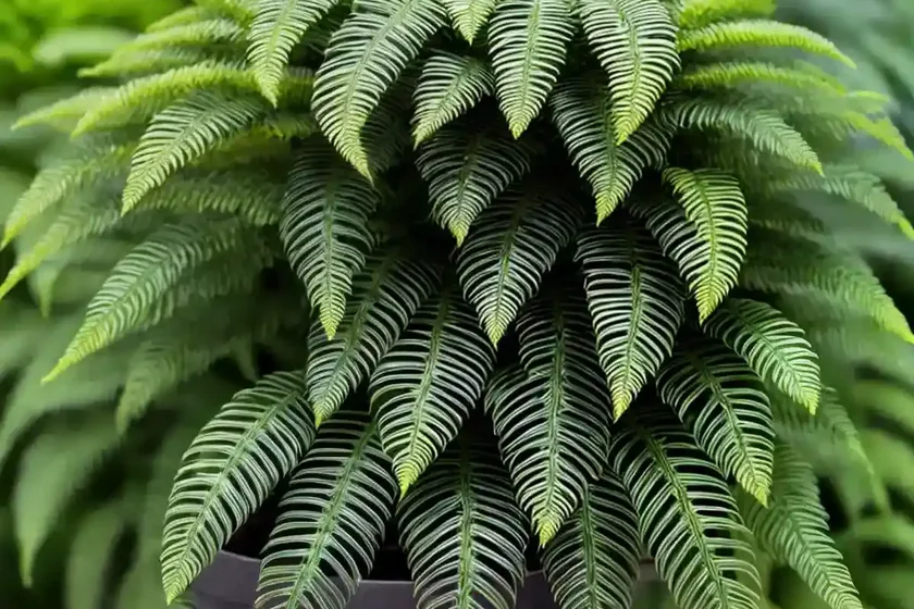 Dyce’s holly fern (polystichum x dycei) — photo 3