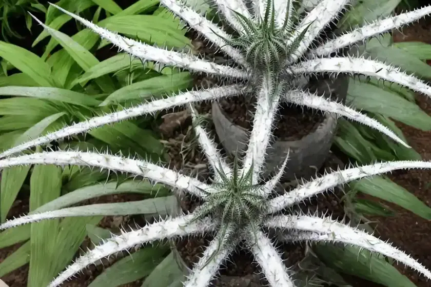 Dyckia fosteriana (dyckia fosteriana) — photo 2