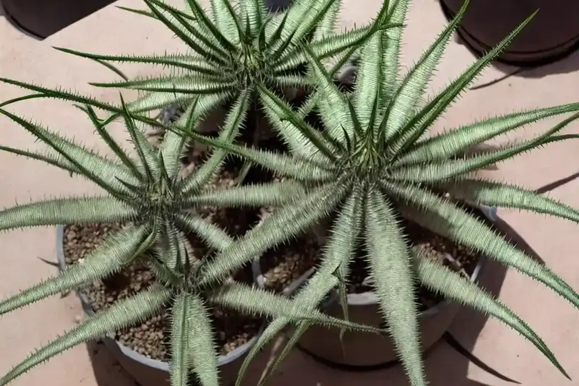 Dyckia fosteriana (dyckia fosteriana) — photo 3