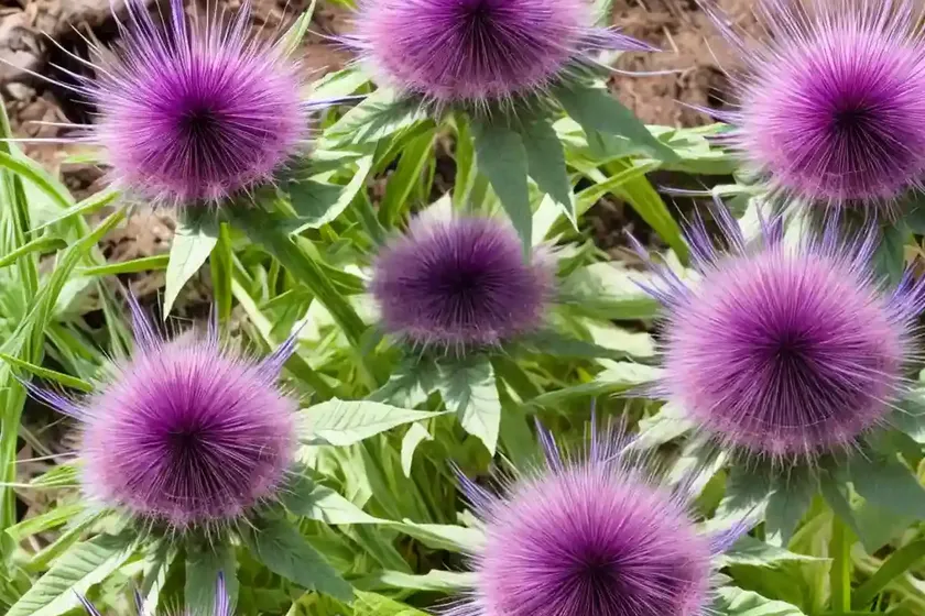 Dyer’s plumeless saw-wort, saw-wort (serratula tinctoria) — photo 2