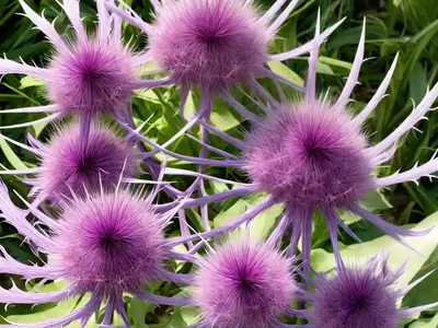 Dyer’S Plumeless Saw-Wort, Saw-Wort (Serratula Tinctoria)