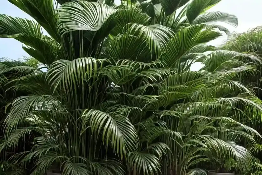 Dypsis lanceolata (dypsis lanceolata) — photo 3