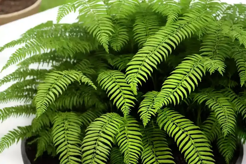 E. t. fern (polypodium formosanum ‘cristatum’) — photo 2