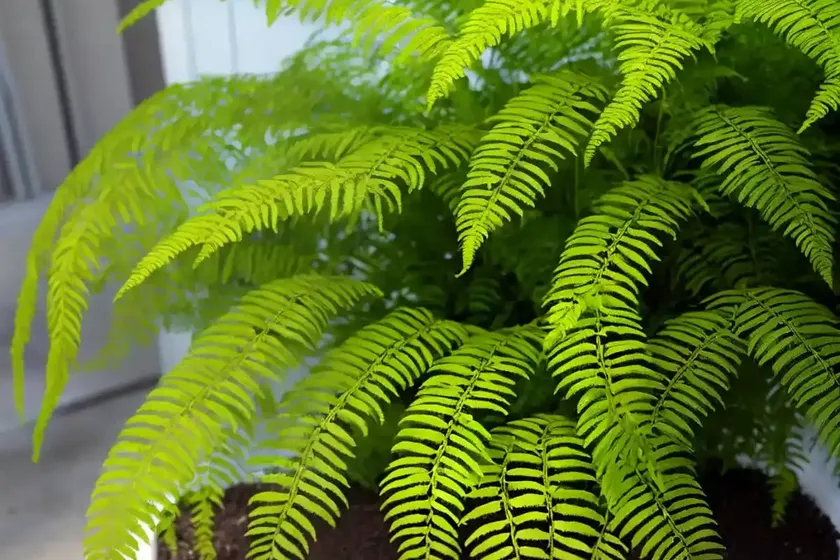 E. t. fern (polypodium formosanum ‘cristatum’) — photo 3