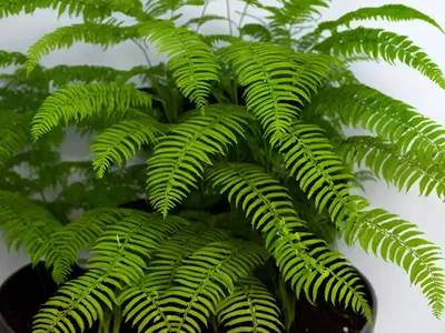 E. T. Fern (Polypodium Formosanum ‘Cristatum’)