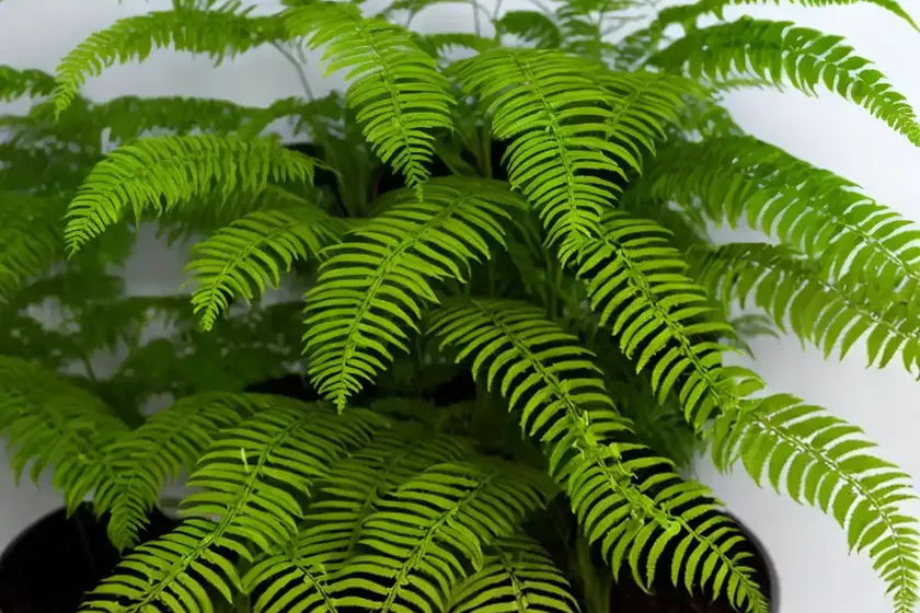 E. t. fern (polypodium formosanum ‘cristatum’)