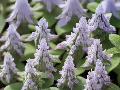 Early-flowering Borage (Trachystemon Orientalis)