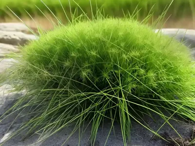 Early Meadow-Grass (Poa Infirma)