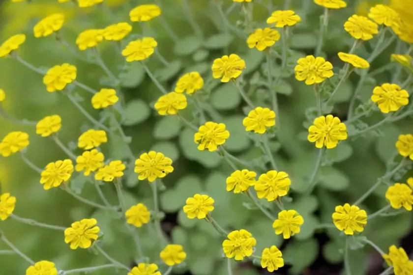 Early medic (medicago praecox) — photo 3