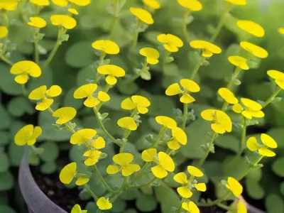 Early Medic (Medicago Praecox)