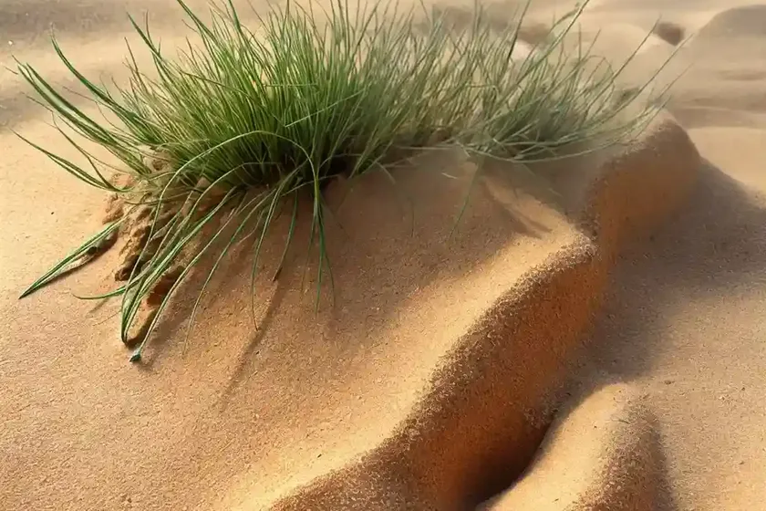 Early Sand Grass (Mibora Minima) — photo 3