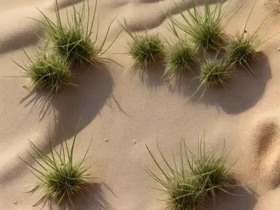 Early Sand Grass (Mibora Minima)