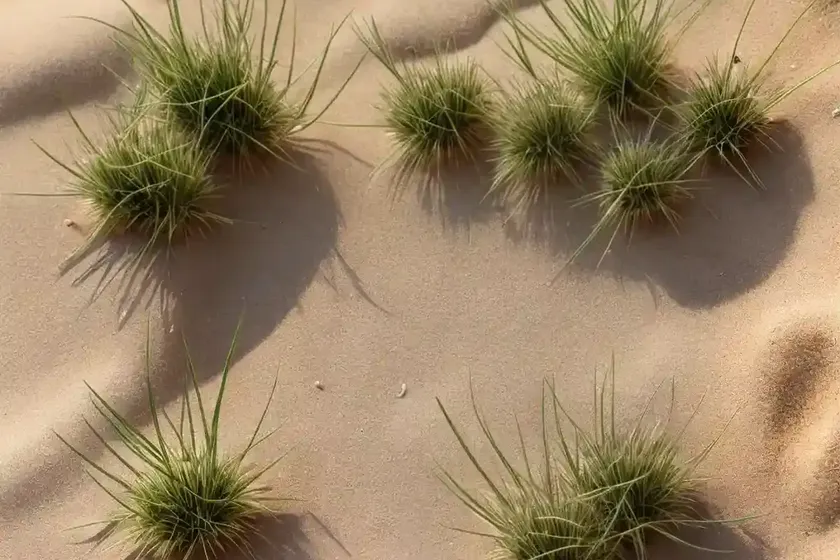 Early Sand Grass (Mibora Minima)