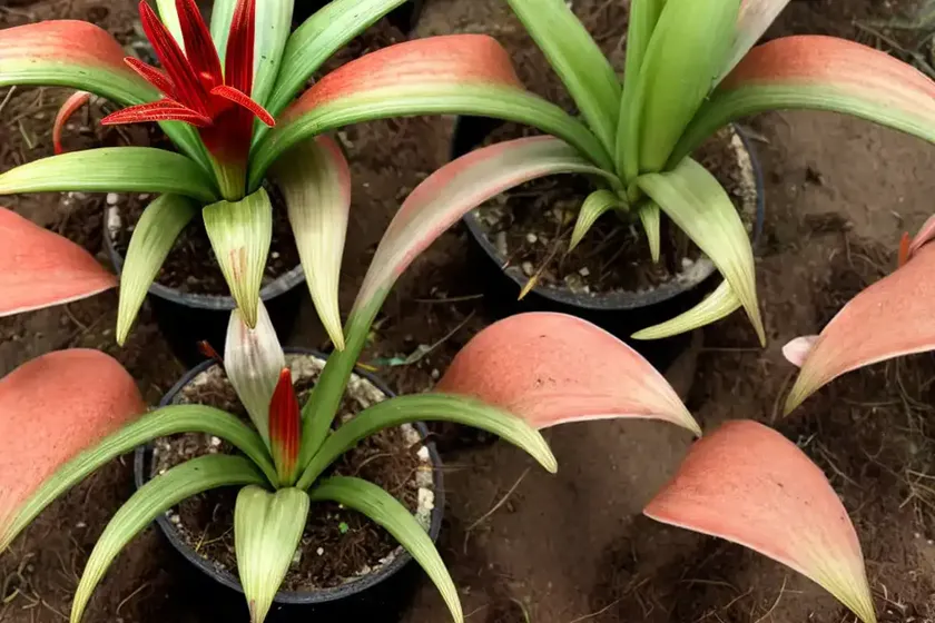 Earth star (cryptanthus bivittatus) — photo 3
