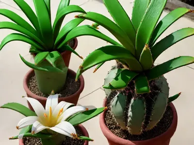 Easter Lily Cactus (Echinopsis Oxygona)